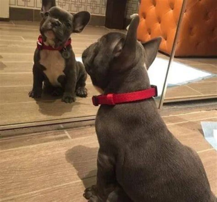 21 Savage Pets