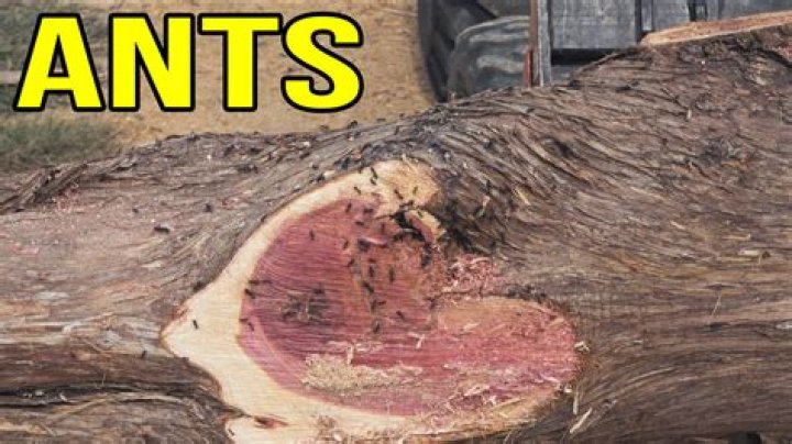Are ants attracted to Cedar?