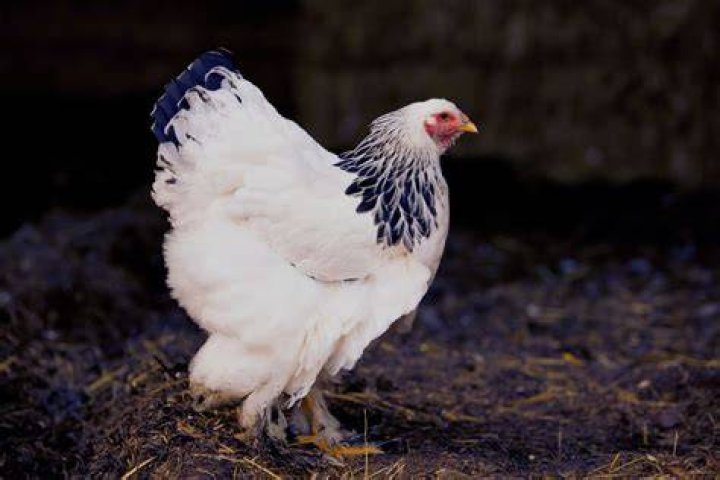 Are Brahma chickens good layers?