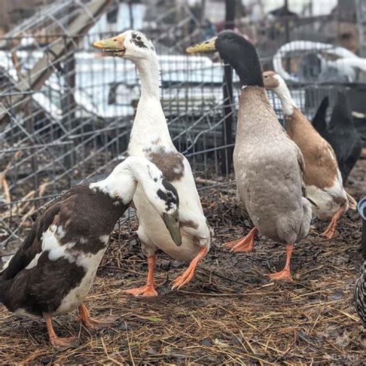 Are Indian Runner ducks good layers?