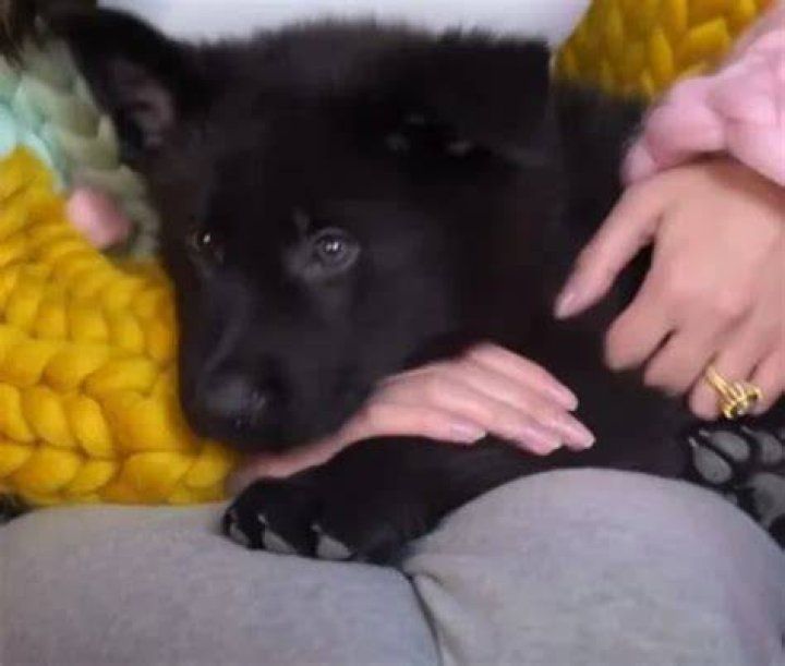 AzzyLand Pets
