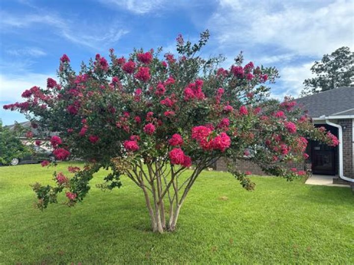 Can crape myrtle grow in NJ?