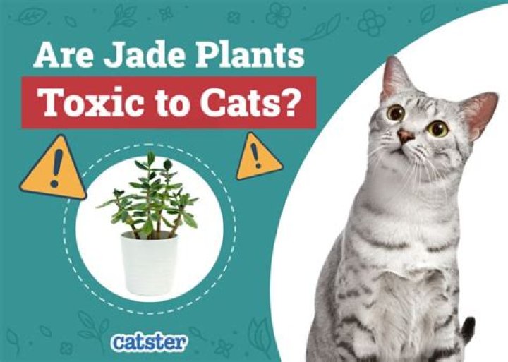 Can jade plant kill cats?