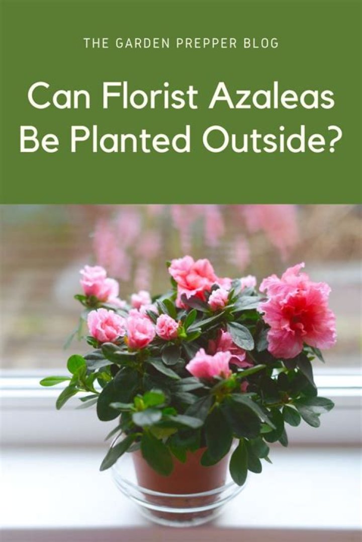 Can Keepsake Azaleas be planted outside?