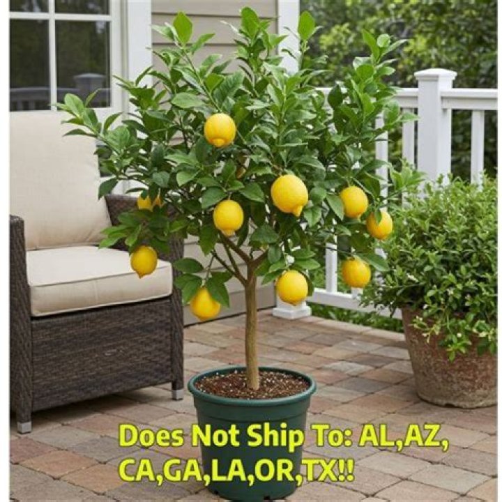 Can lemon trees grow in NY?