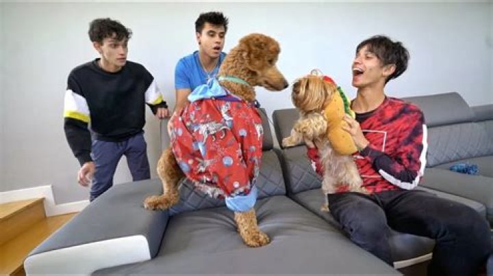 Cyrus Dobre Pets