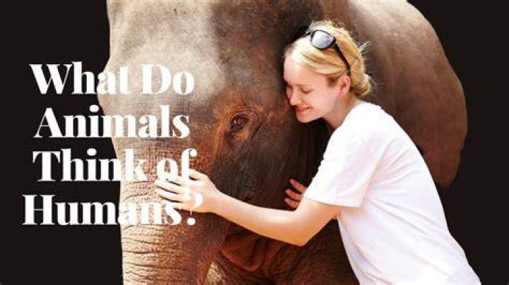 Do animals think in language?
