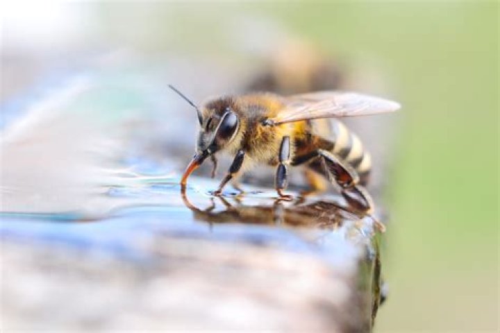 Do bees drown in water?