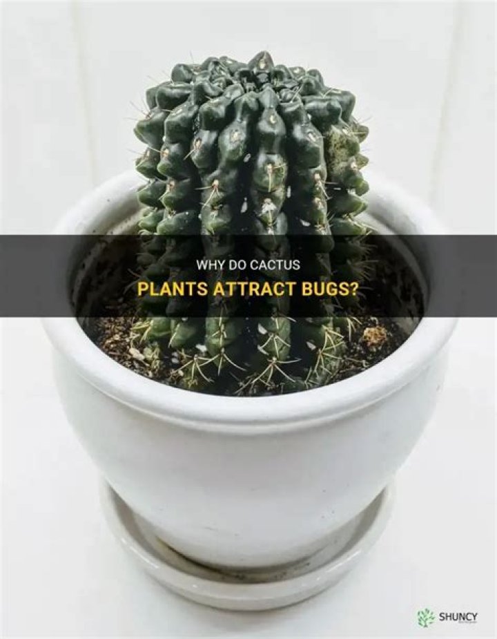 Do cacti attract bugs?