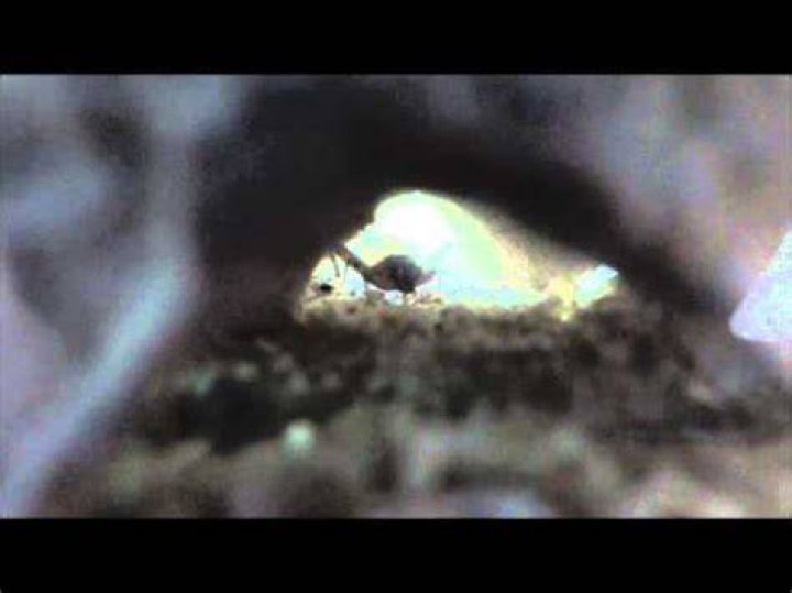 Do crickets have teeth?