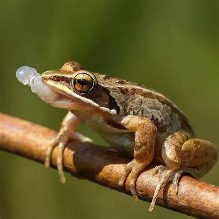 Do frogs shed skin?