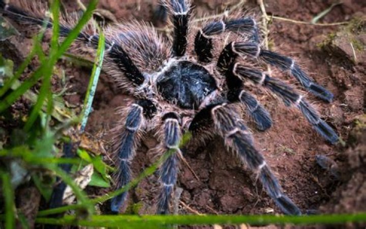 Do tarantulas run?