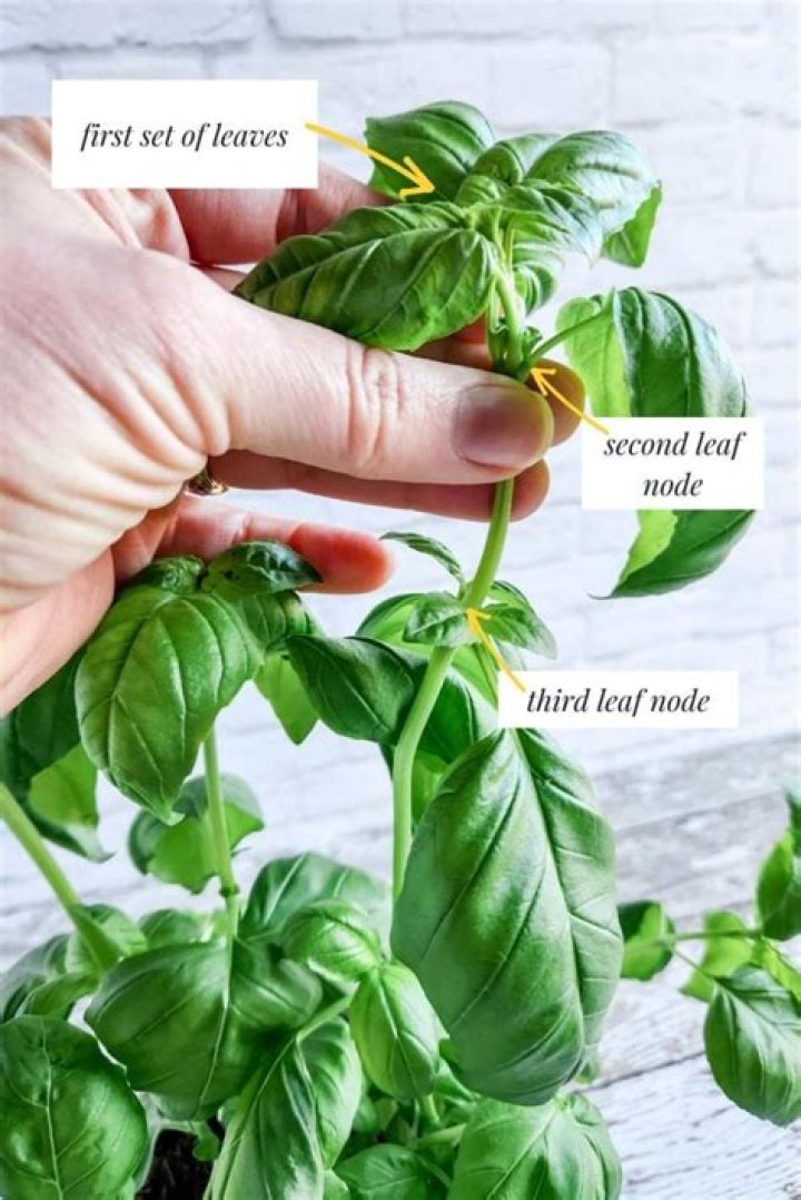 Do you cut basil back winter?