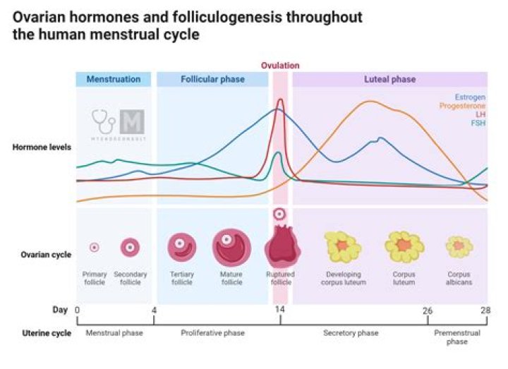 Does detox affect menstrual cycle?