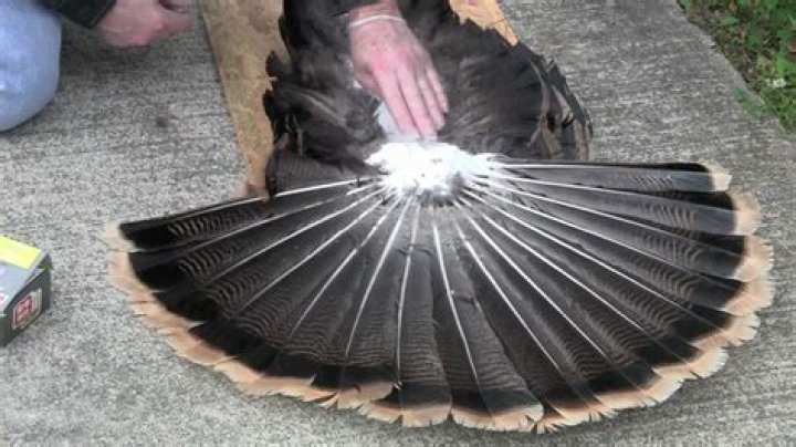 How do you cape a turkey?