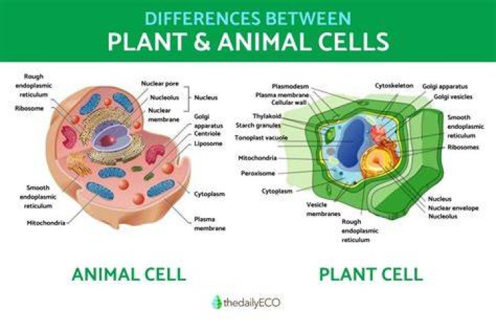 How do you describe a plant?