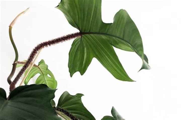 How do you fix leaning plants?