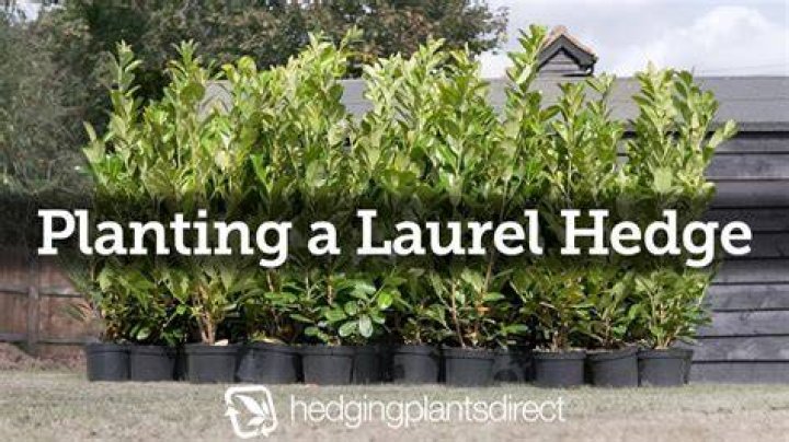 How fast do cherry laurels grow?