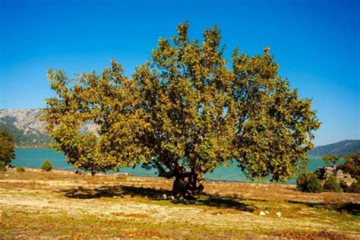 How fast does a sycamore tree grow?