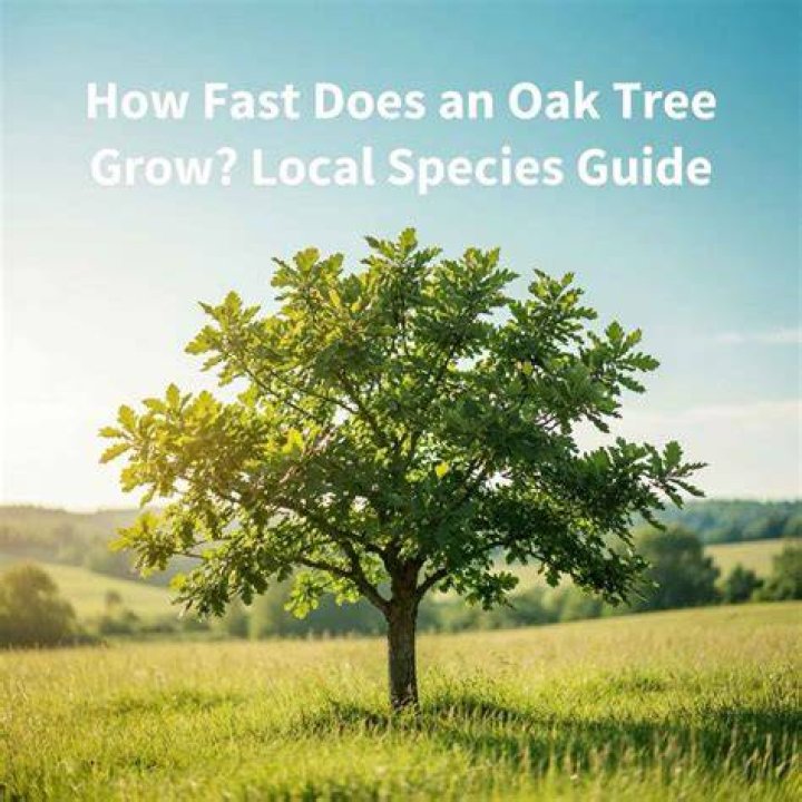 How fast does an English oak tree grow?