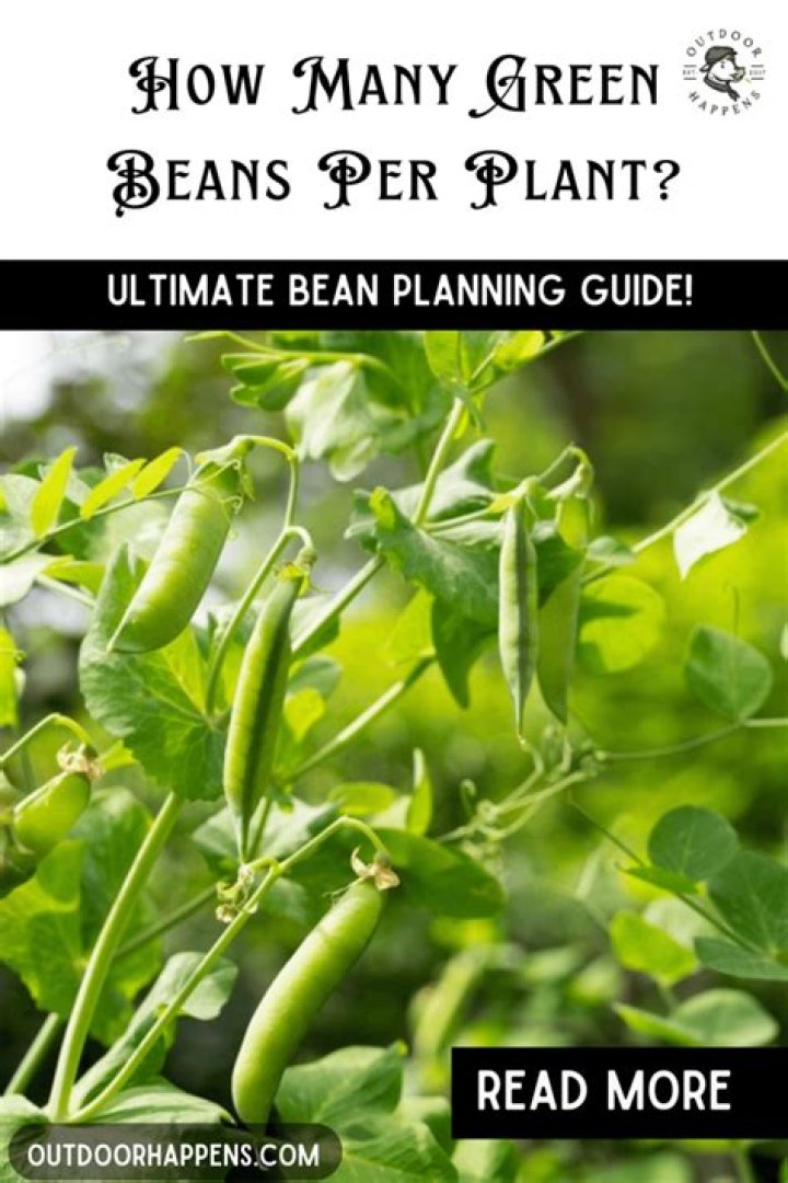 How many green beans do I need per square foot?