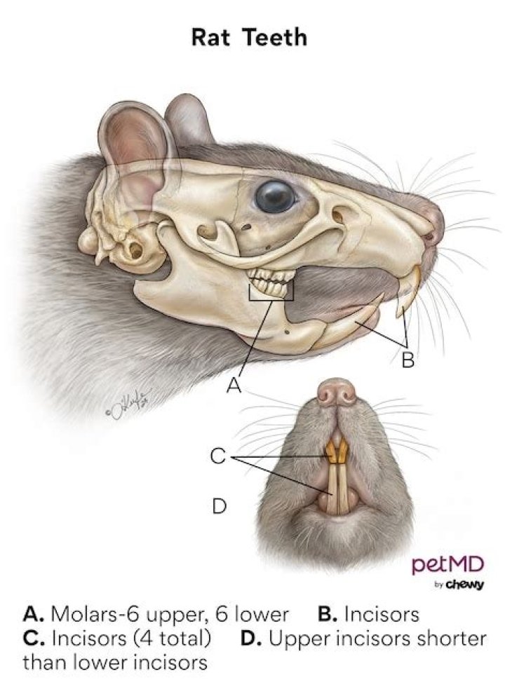 How many teeth does a mouse have?