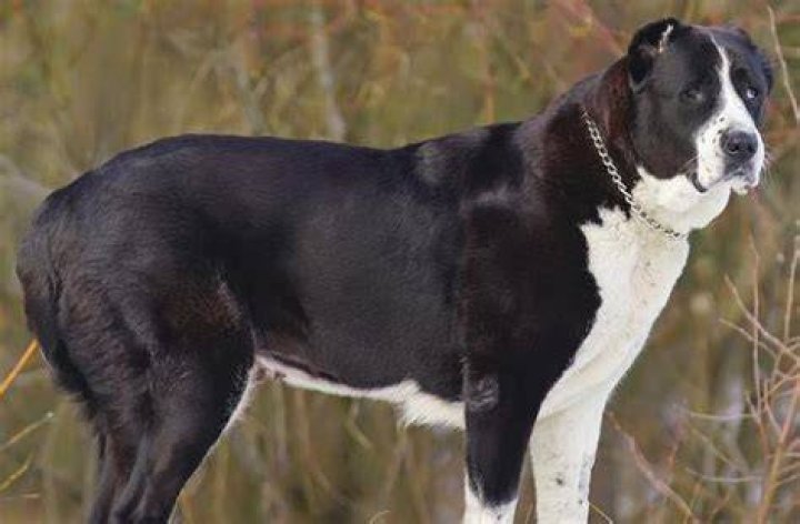 How much does a alabai dog cost?