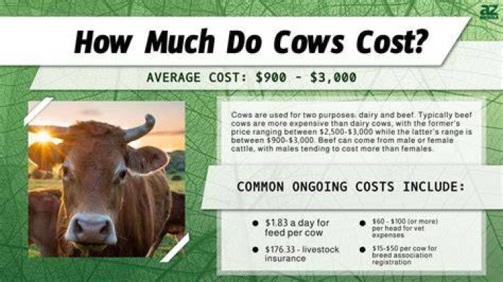How much does it cost to make a croc?
