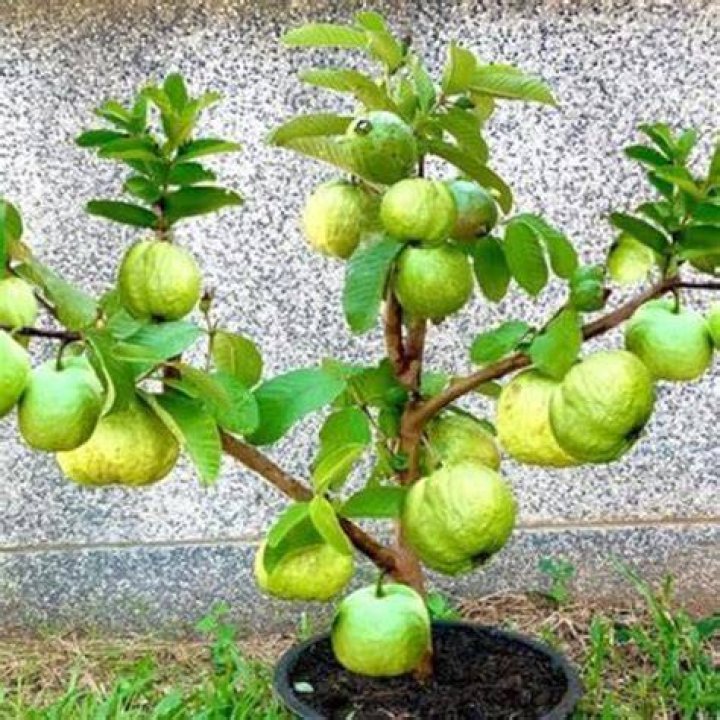 How tall do pineapple guava trees grow?