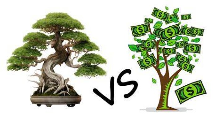 Is a bonsai tree a money tree?