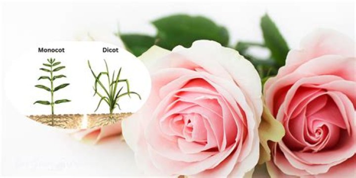 Is a Rose a monocot or dicot?