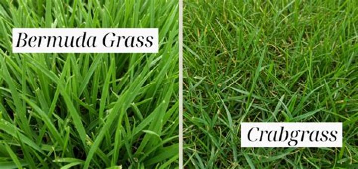 Is Bermuda grass the same as crabgrass?