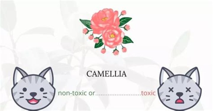 Is Camellia toxic?
