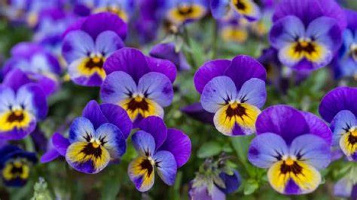 Is Viola plant poisonous?