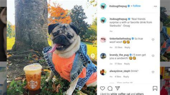 itsdougthepug