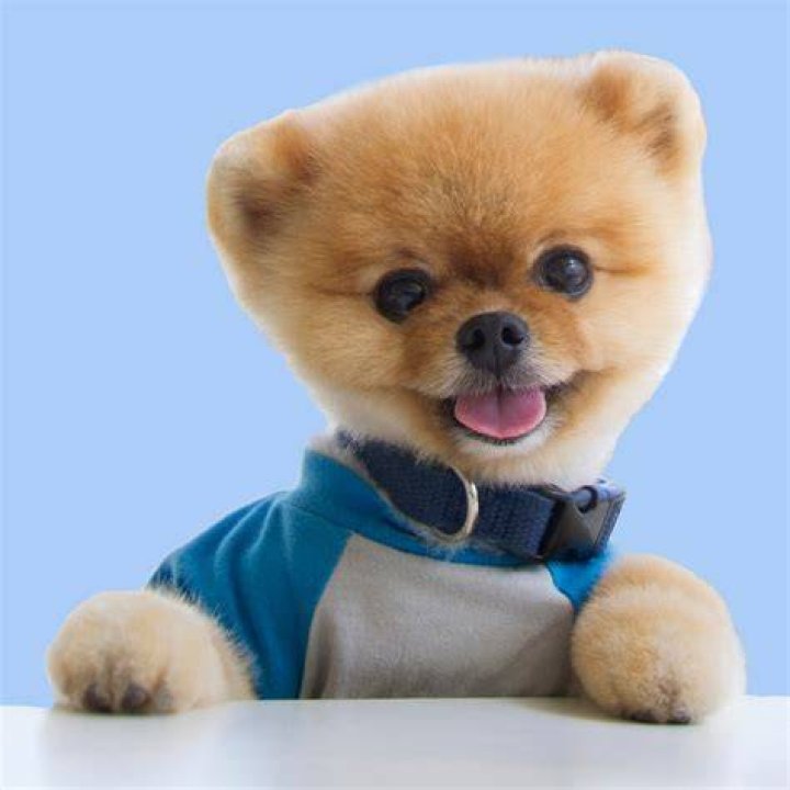 jiffpom