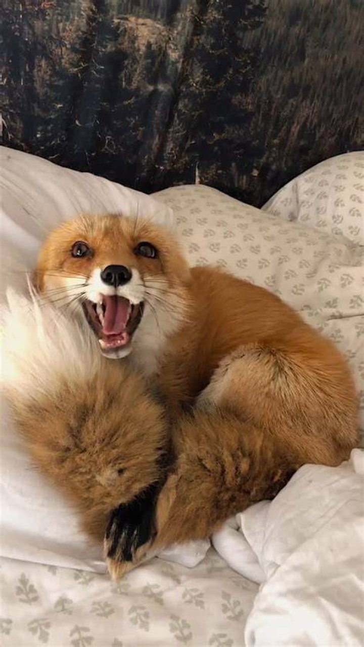 juniperfoxx