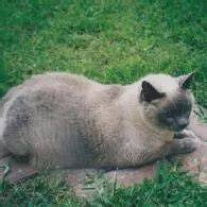 Layne Staley Pets