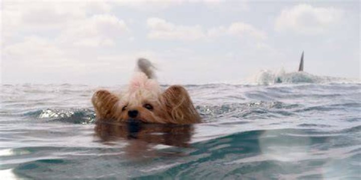 Pippin the dog from Meg movies