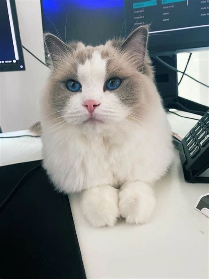 Pokimane Pets
