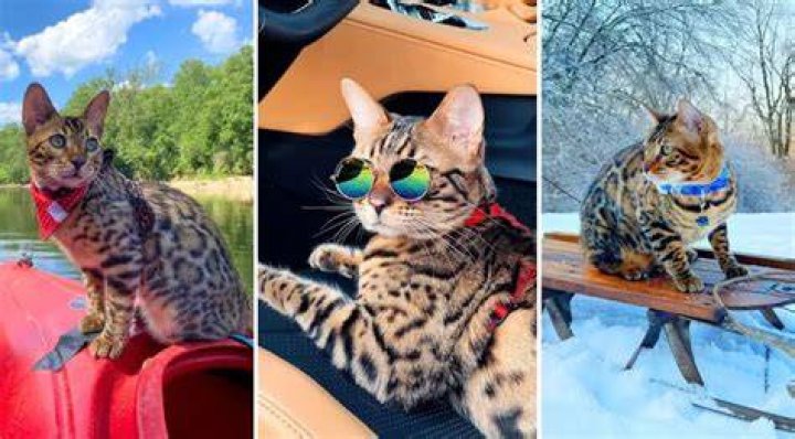 Poseidon the Bengal Adventure cat as a kitten