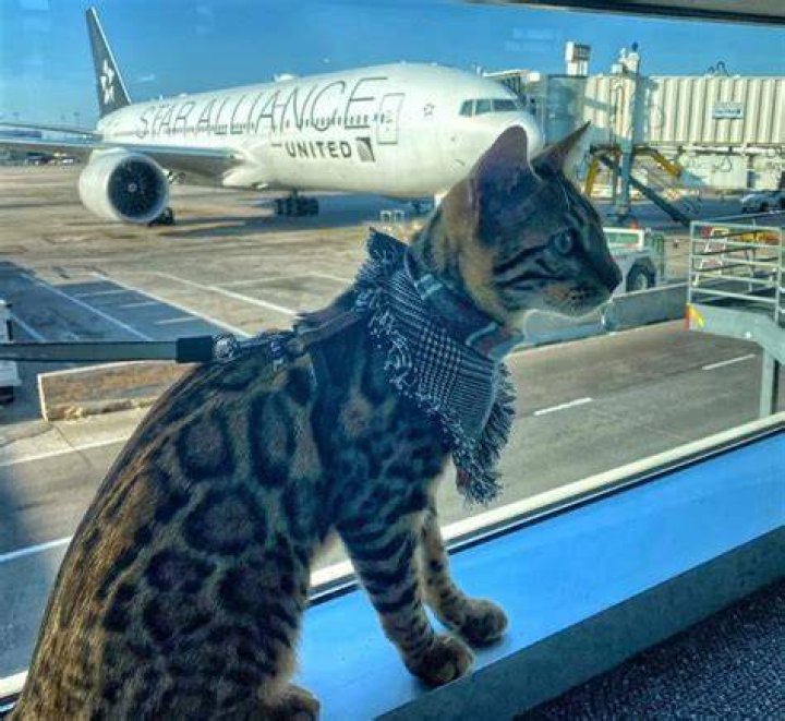 Poseidon the Bengal going on an airplane