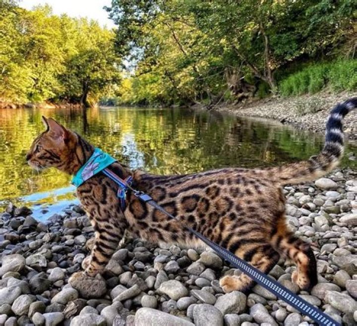 Poseidon the Bengal in a backpack