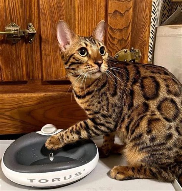 Poseidon the Bengal looking up to no good
