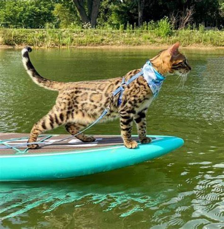 Poseidon the Bengal paddleboarding