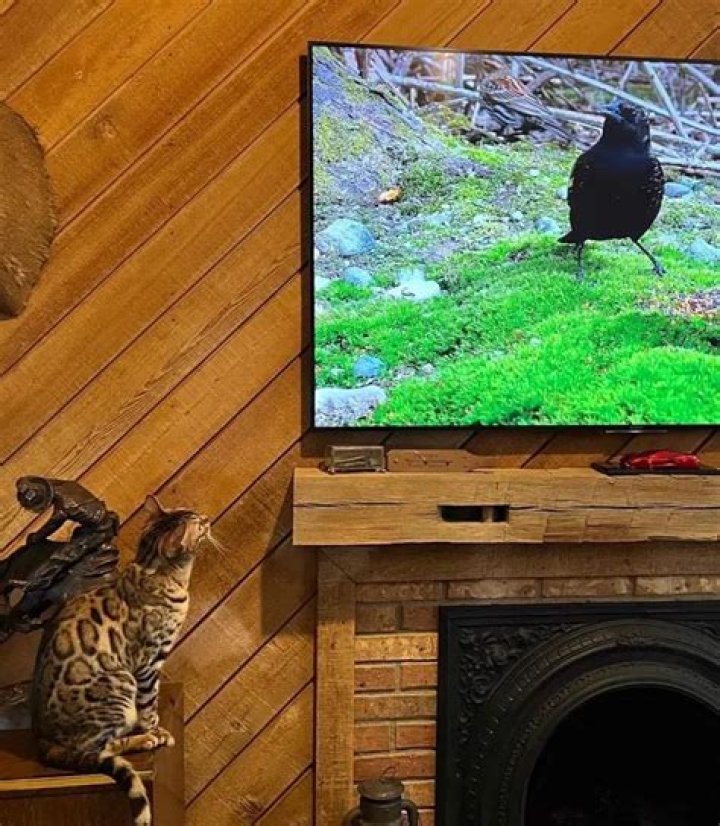 Poseidon the Bengal watching Cat TV