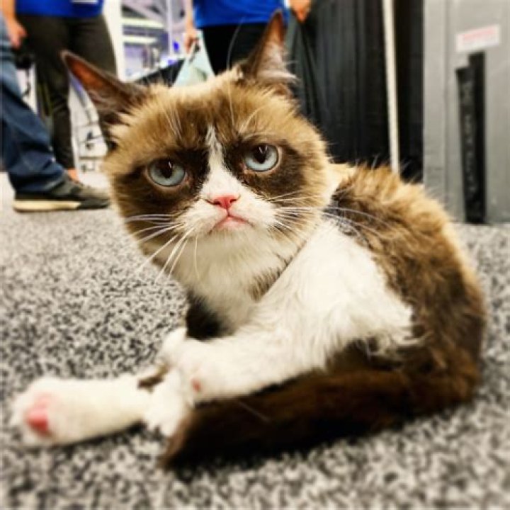 realgrumpycat