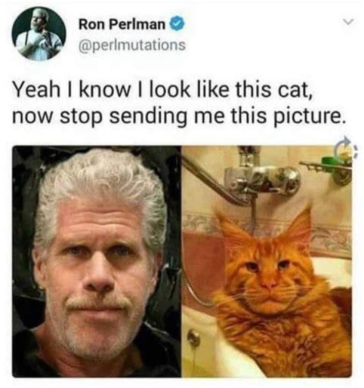 Ron Perlman Cat Meme