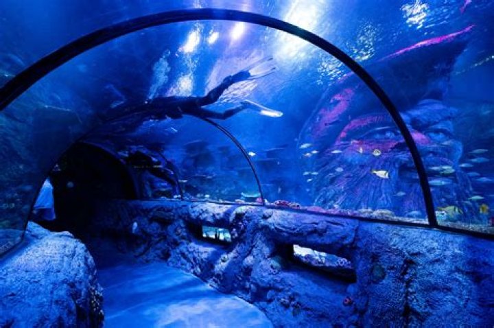 San Antonio Aquarium