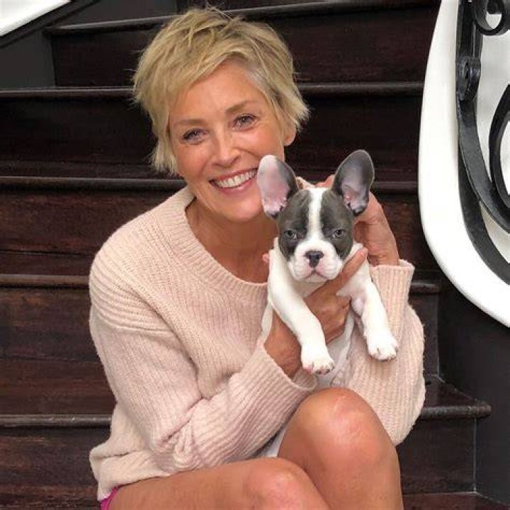 Sharon Stone Pets